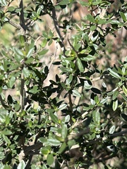 Aloysia