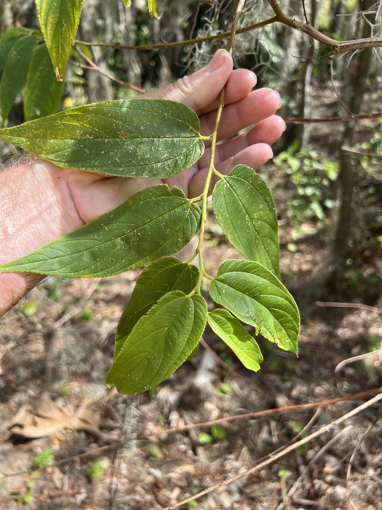 Foto de Trema micrantha micrantha