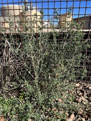 Aloysia