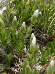 Arenaria grandiflora