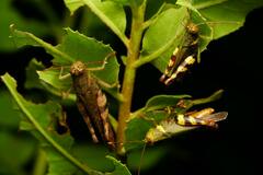 Apalacris varicornis