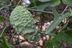 Araujia brachystephana