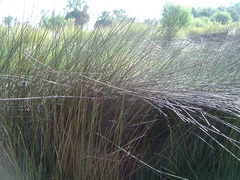 Juncus roemerianus