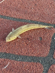 Aulopiformes