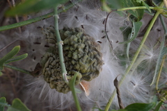 Araujia brachystephana