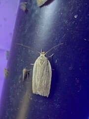 Psilocorsis reflexella