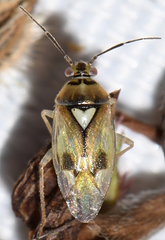 Orthops
