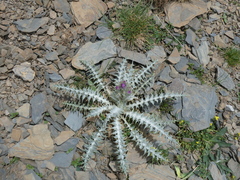 Carduus carlinoides