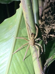 Cupiennius coccineus