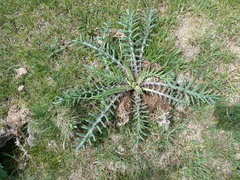 Carduus carlinoides