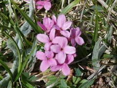 Daphne cneorum