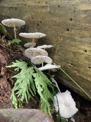 Leucocoprinus cretaceus