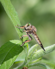 Promachus vertebratus