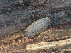 Porcellio