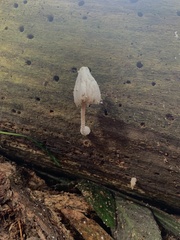 Leucocoprinus cretaceus