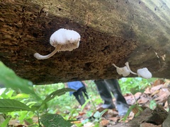 Leucocoprinus cretaceus