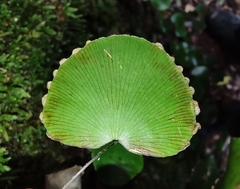 Adiantum reniforme