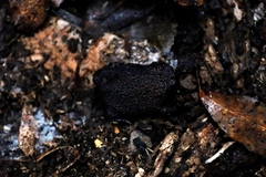 Breviceps acutirostris