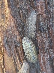 Porcellio
