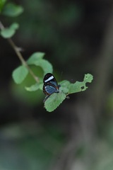 Dismorphia theucharila