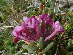 Daphne cneorum