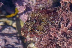 Taurulus bubalis