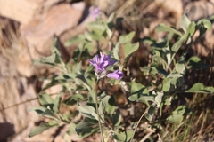 Dipterostemon capitatus pauciflorus