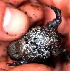 Breviceps acutirostris