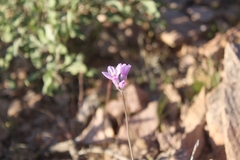 Dipterostemon capitatus pauciflorus
