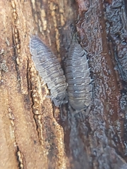 Porcellio