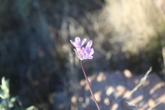 Dipterostemon capitatus pauciflorus