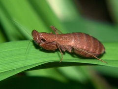 Ligaria
