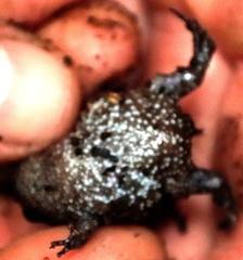 Breviceps acutirostris