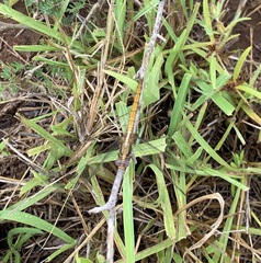 Orthetrum chrysostigma