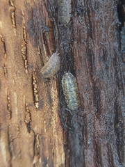 Porcellio
