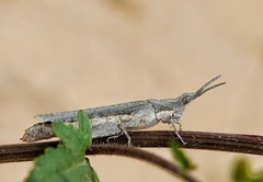Pyrgomorphidae