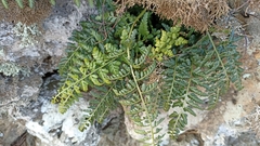 Asplenium billotii