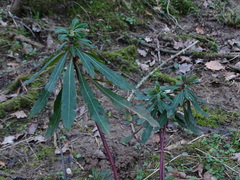 Euphorbia amygdaloides