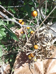 Solanum elaeagnifolium