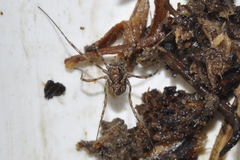 Platybunus