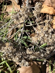 Verbesina virginica