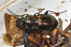Pterostichus burmeisteri