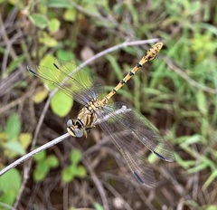 Crenigomphus hartmanni