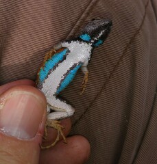 Sceloporus woodi