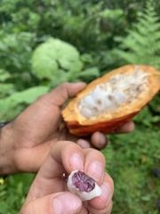 Theobroma cacao