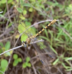 Crenigomphus hartmanni