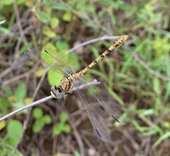 Crenigomphus hartmanni