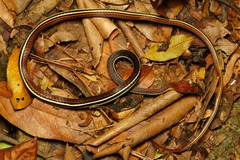 Dendrelaphis caudolineatus