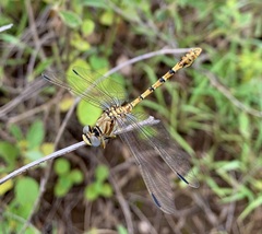 Crenigomphus hartmanni