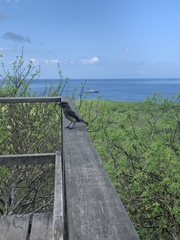 Myiarchus magnirostris